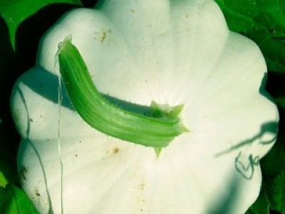 Патиссон белый семенной