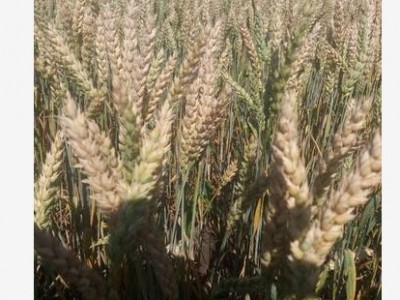 семена мягкой безостой пшеницы