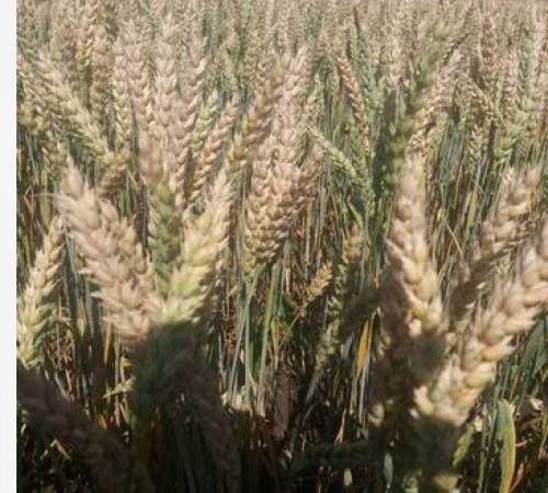 семена мягкой безостой пшеницы
