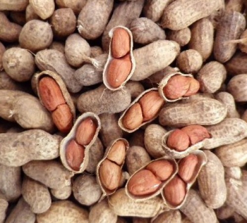 Арахис в скорлупе Гуджарат, Индия EXW/FOB/C&amp;F/CIF 840 дол. за т. - peanut seed Gujarat, India