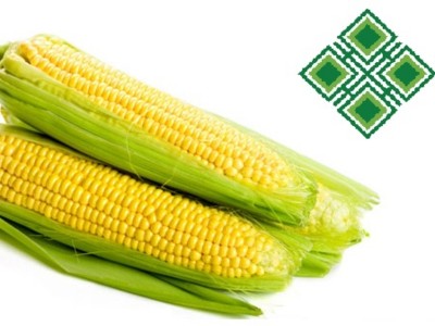 Знижки 10% на насіння кукурудзи ВНІС
