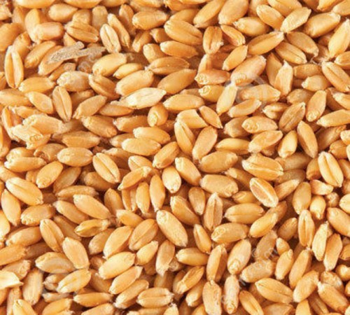 Want to buy Wheat - Bulk