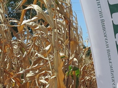 Cемена кукурузы ВНИС от производителя