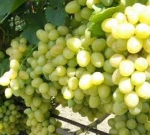 Виноград из Молдавии