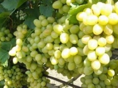 Виноград из Молдавии